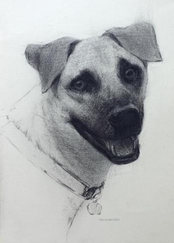 Han studio  邱柏翰 - 在畫狗的時候會卡住，
通常不是不會畫，
而是「不知道現在該注意描繪什麼」。

這張示範練習的是：

˙頭部大形的方向感

˙鼻口區塊的立體轉折

˙眼睛在結構中的位置關係

如果你希望有人陪你一起把畫畫弄懂，
可以私訊我聊聊