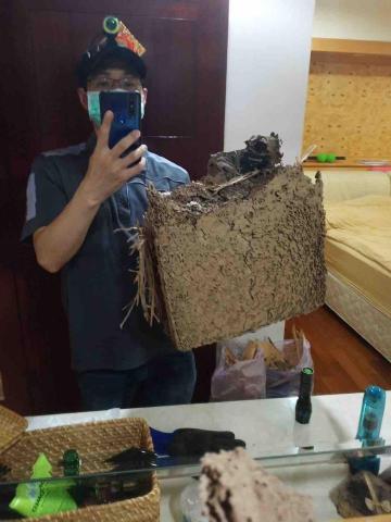 易群環消除蟲企業社 - 白蟻巢摘除