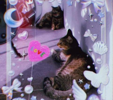 若廷randy - 喜愛小動物的我
捕捉到牠們可愛的模樣！