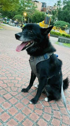 毛孩的Tiger哥哥 - 