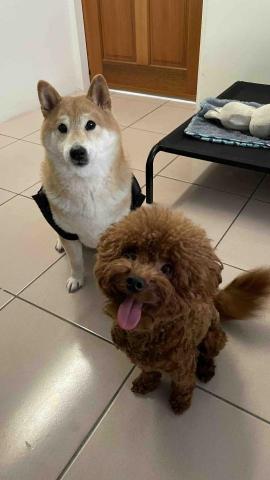 毛孩的Tiger哥哥 - 