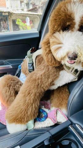 毛孩的Tiger哥哥 - 