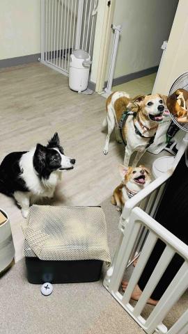 毛孩的Tiger哥哥 - 