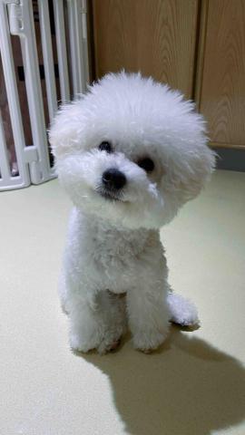 毛孩的Tiger哥哥 - 