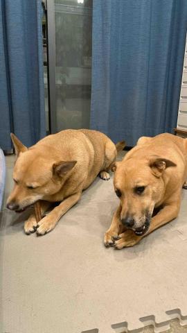 毛孩的Tiger哥哥 - 