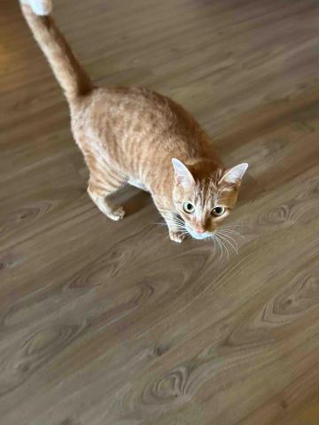 summer寵物保母 - 迷亞：個性雖然膽小謹慎，但是暗中觀察發現我並沒有威脅性，跑出來各種撒嬌?。