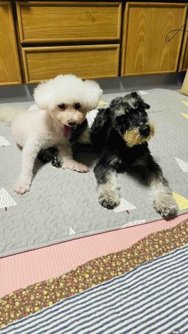 毛孩的Tiger哥哥 - 兩老最可愛