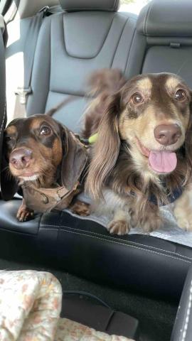 毛孩的Tiger哥哥 - 毛孩接送去