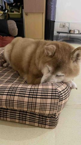 毛孩的Tiger哥哥 - 