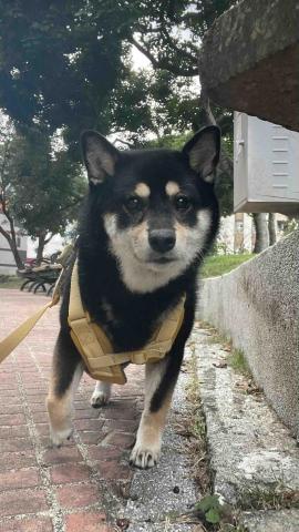 毛孩的Tiger哥哥 - 