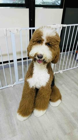 毛孩的Tiger哥哥 - 