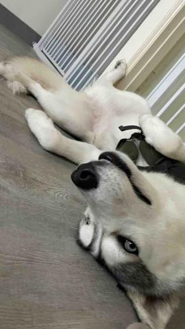 毛孩的Tiger哥哥 - 