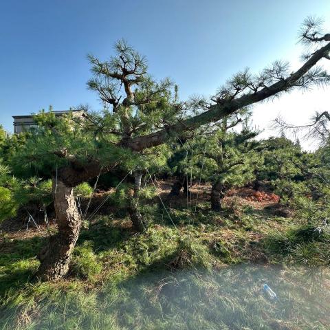 提供除草機服務的專家張.松樹販售園藝