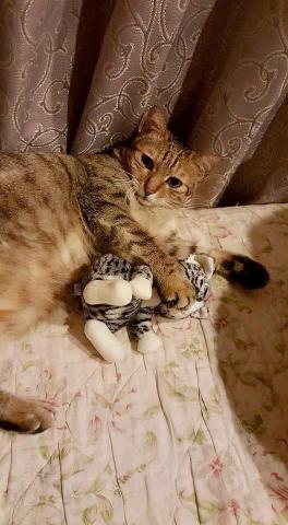 三喵媽（目前暫停接案） - 