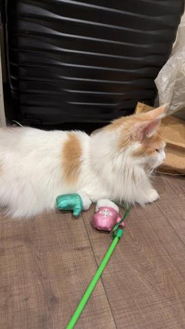 許馨云 - 自己養的緬因貓