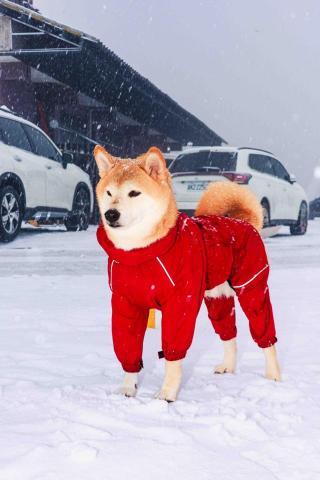 寵物攝影/jason - 