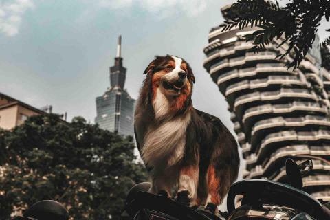 寵物攝影/jason - 