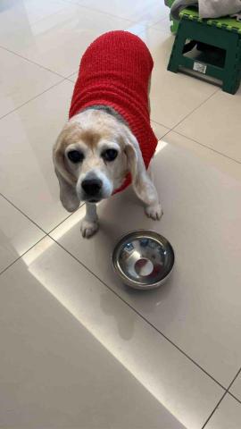 summer寵物保母 - 朵朵：年紀有點大了，主人非常疼愛牠，怕牠冷有準備厚跟薄各種衣服，依據天氣變化幫牠穿脫。朵朵很乖，每次散步穿尿布也都很配合。