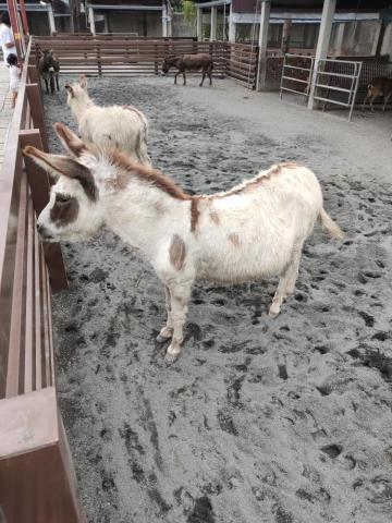 提供衝浪板貨運服務的專家王天威