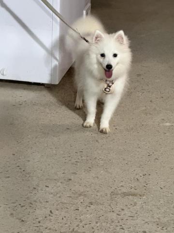 許馨云 - 自己飼養的狐狸犬