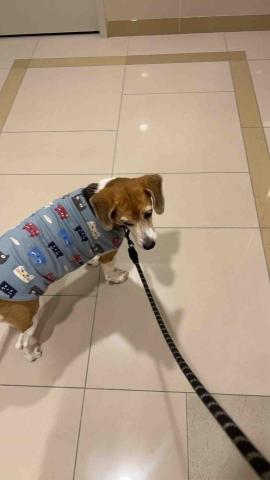 summer寵物保母 - 甘菊：個性謹慎，但是對我完全不會排斥，個性很急，每次帶牠出去散步都跑很快?。