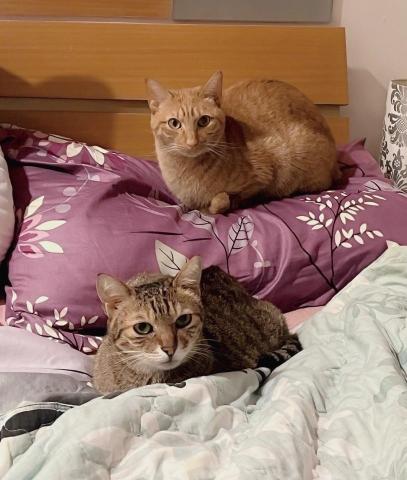 三喵媽（目前暫停接案） - 