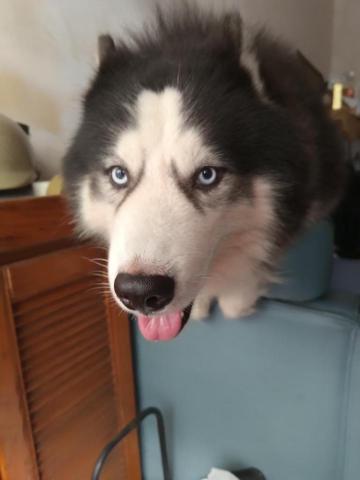 陳威誠 - 我家哈士奇