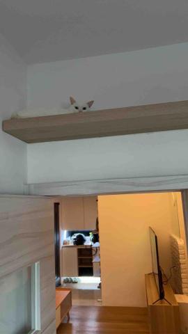 summer寵物保母 - Luna:到處找終於找到，原來是怕生躲到層板上了，之前隔離現在看到牠長大不少，小美貓一隻。