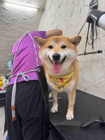 薰衣草貓旅館 - 