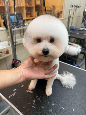 薰衣草貓旅館 - 