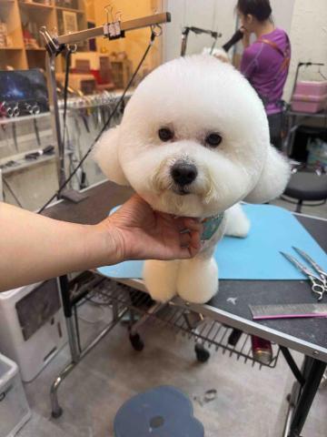 薰衣草貓旅館 - 