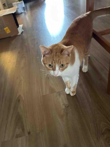 summer寵物保母 - 迷達：親人、撒嬌、頑皮、非常有靈性的寶貝，真的超喜歡牠的。