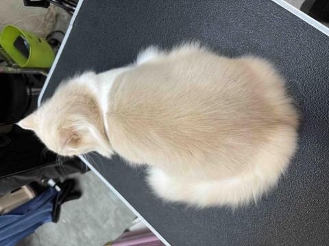 薰衣草貓旅館 - 