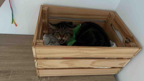 summer寵物保母 - 錢錢：初次見面，緊張到對我哈氣，我跟寶貝保持距離怕他太焦慮。