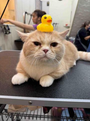 薰衣草貓旅館 - 