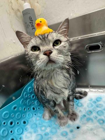 薰衣草貓旅館 - 