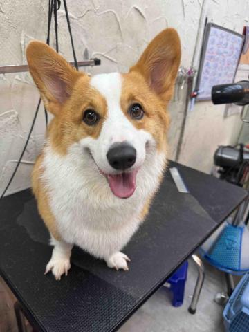 薰衣草貓旅館 - 