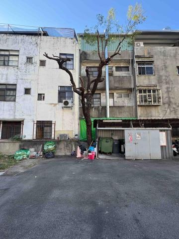 太杉 景観園芸所 エンゲイショ - 興大榕樹強剪