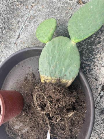 太杉 景観園芸所 エンゲイショ - 仙人掌換盆