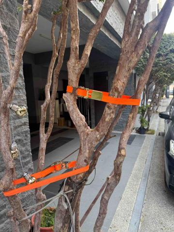 太杉 景観園芸所 エンゲイショ - 逸靜 葡萄樹枝撐拉繩