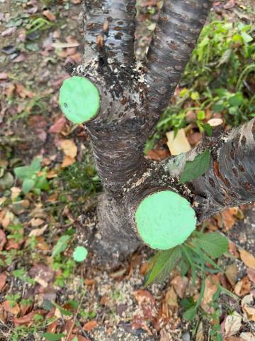太杉 景観園芸所 エンゲイショ - 櫻花切口維護