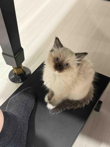 🎹 林晏筠 老師 鋼琴教學 - 工作室有可愛的貓貓陪伴大家快樂彈琴喔！