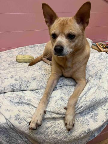 Tracy - 巨型吉娃娃?