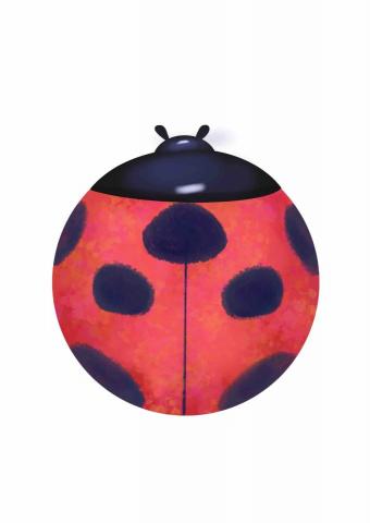 王思驊 - 昆蟲特寫插畫