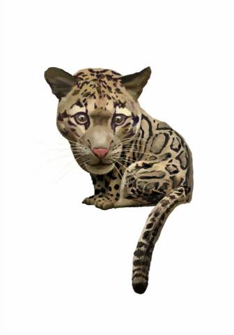 王思驊 - 動物插畫（寫實風）