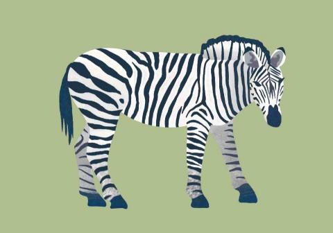 王思驊 - 動物插畫（俐落色塊風）