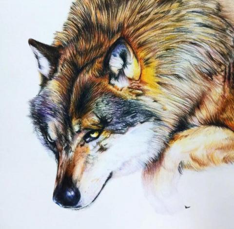 資深美術家教/繪師 佩均 - 色鉛筆狼