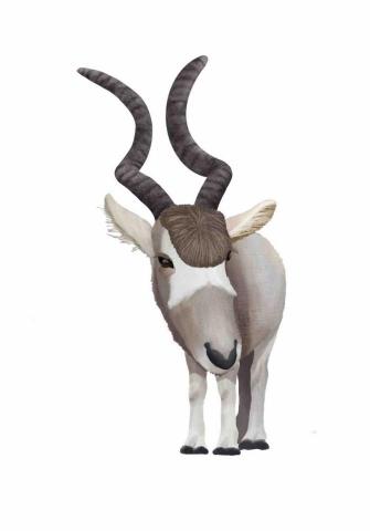 王思驊 - 動物插畫（寫實）