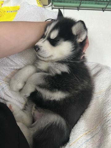 茜茜 - 短暫照顧過的小哈