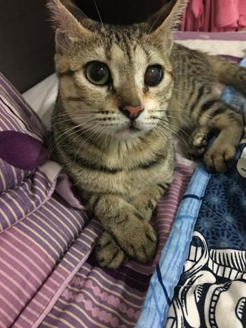 茜茜 - 高中收養的咪咪
目前7歲
現在留在娘家